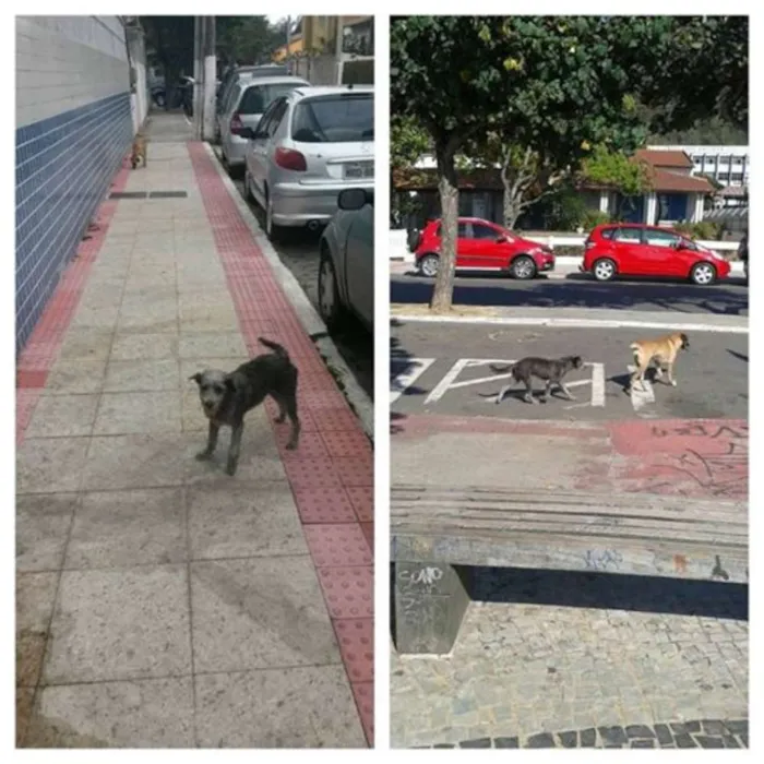 Cachorro raça Vira Lata idade 1 ano nome Magui e Pretinha