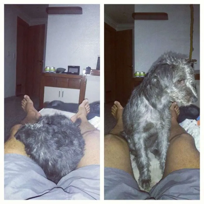 Cachorro raça Vira Lata idade 1 ano nome Magui e Pretinha