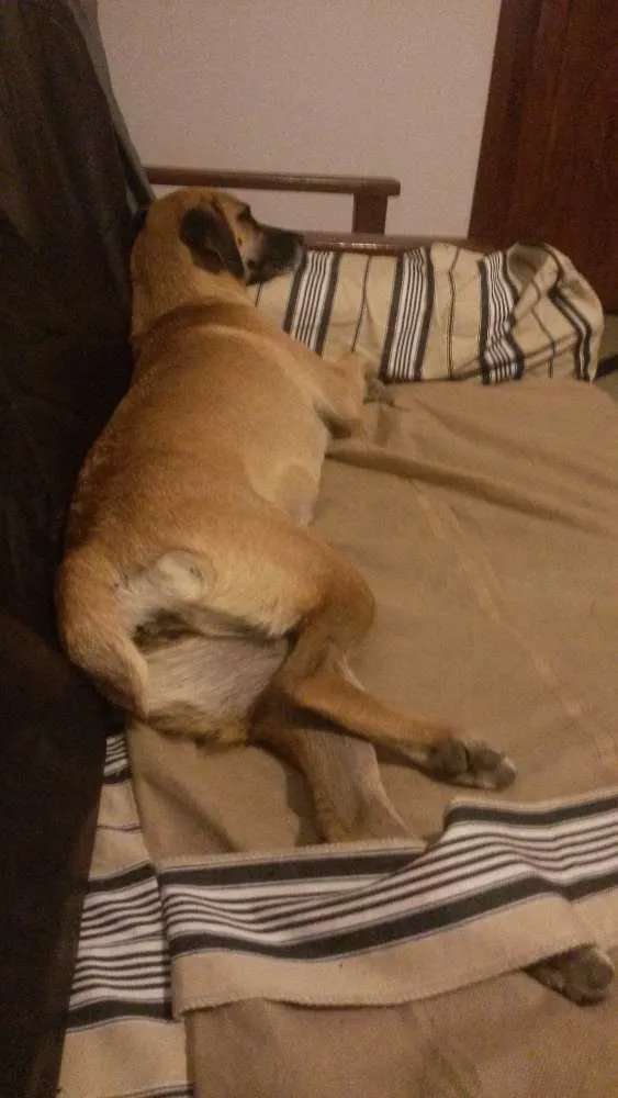 Cachorro raça Vira Lata idade 1 ano nome Magui e Pretinha