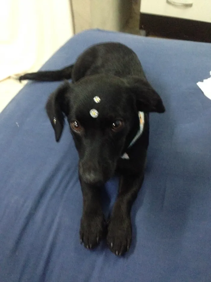 Cachorro ra a Vira lata idade 2 a 6 meses nome Nina