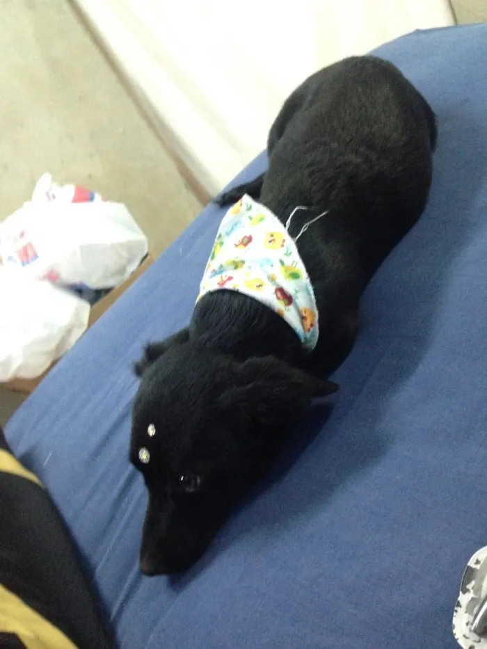 Cachorro ra a Vira lata idade 2 a 6 meses nome Nina