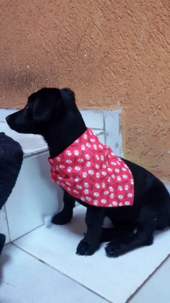 Cachorro ra a Vira lata idade 2 a 6 meses nome Nina