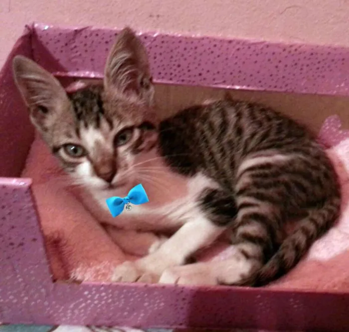 Gato ra a SRD idade nome Lindo filhote