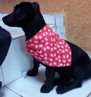 Cachorro raça Vira lata idade 2 a 6 meses nome Nina