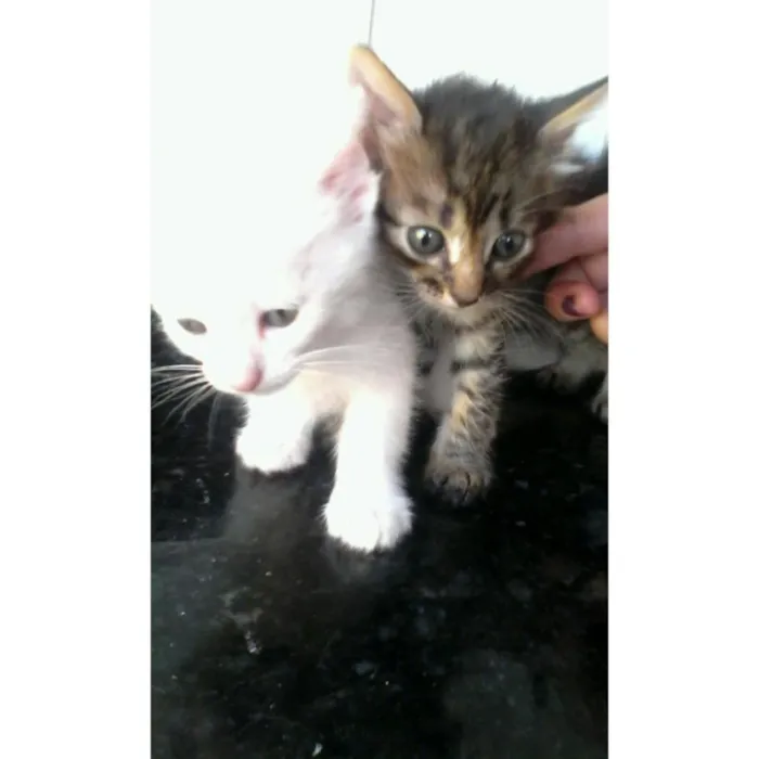 Gato ra a Mestiço idade 2 a 6 meses nome Chu-chu,rajado e lia