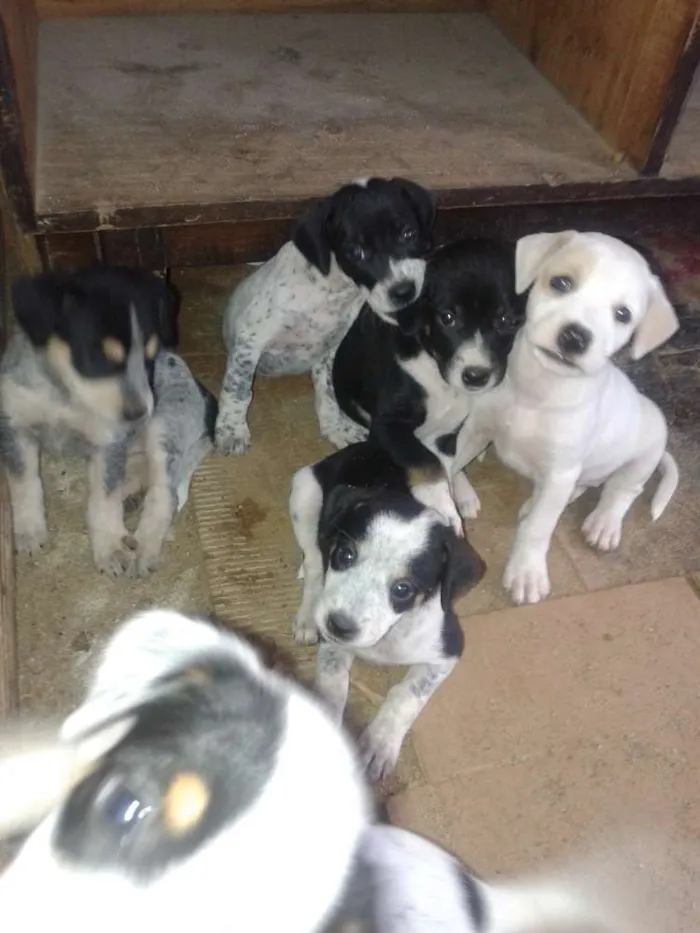 Cachorro raça  idade 2 a 6 meses nome Indefinido