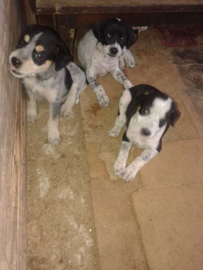 Cachorro raça  idade 2 a 6 meses nome Indefinido