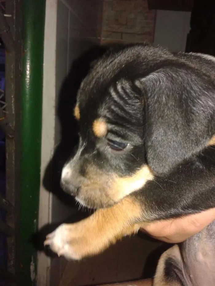 Cachorro raça  idade 2 a 6 meses nome Indefinido