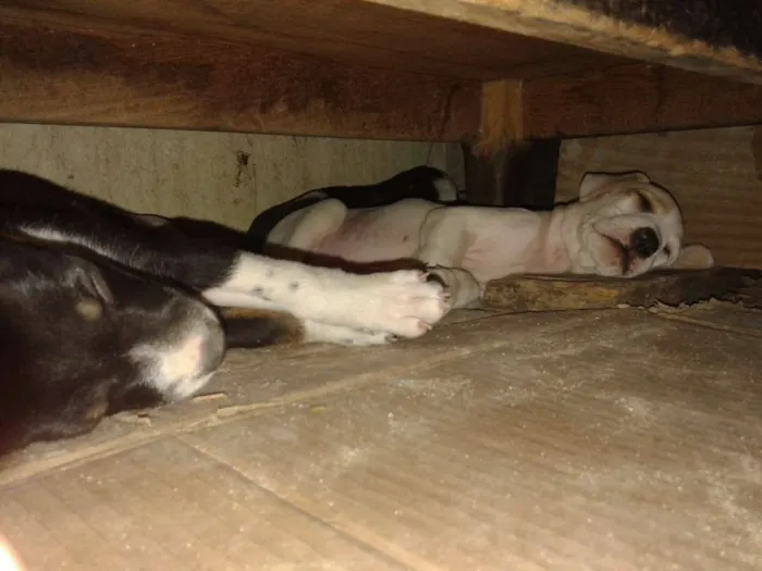 Cachorro raça  idade 2 a 6 meses nome Indefinido