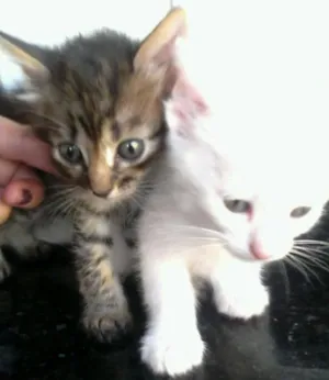 Gato raça Mestiço idade 2 a 6 meses nome Chu-chu,rajado e lia