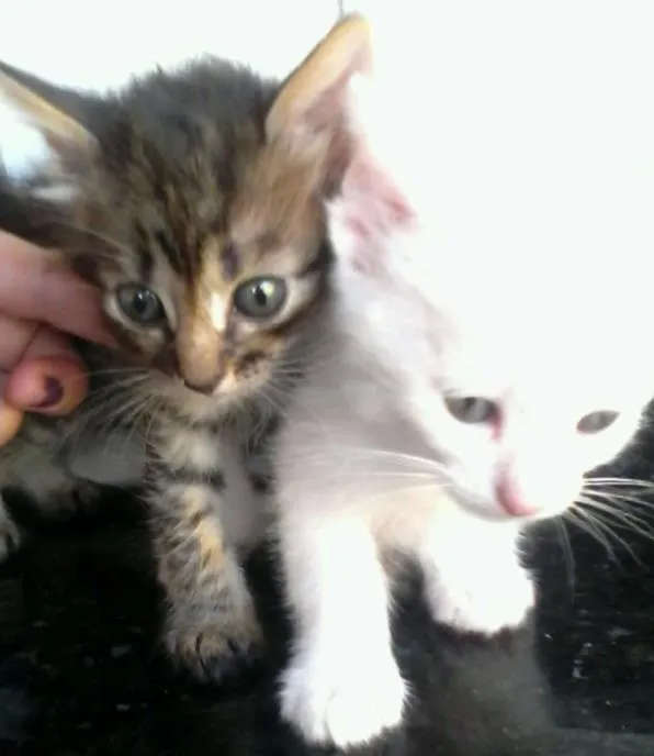 Gato ra a Mestiço idade 2 a 6 meses nome Chu-chu,rajado e lia