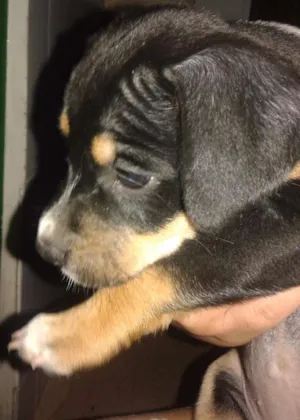 Cachorro raça  idade 2 a 6 meses nome Indefinido