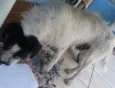  definido Neimar