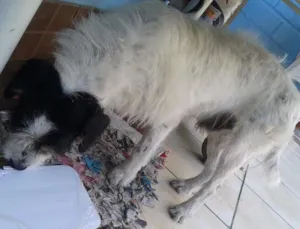 Cachorro raça  idade 3 anos nome  definido Neimar