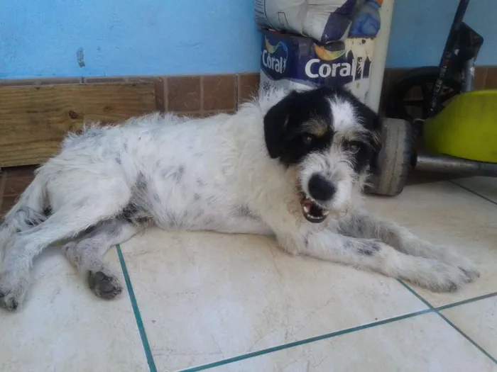 Cachorro raça  idade 3 anos nome  definido Neimar
