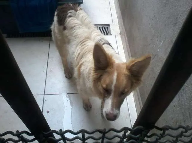Cachorro ra a SRD idade 7 a 11 meses nome LOBINHO