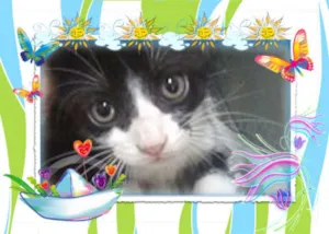 Gato raça SRD idade Abaixo de 2 meses nome Frajola