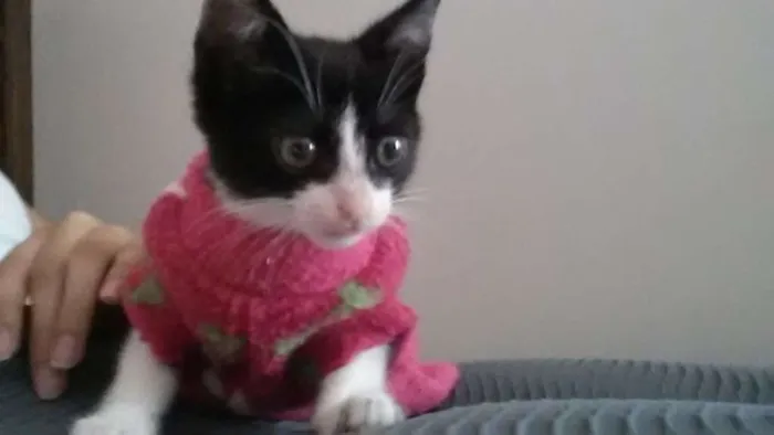 Gato ra a SRD idade Abaixo de 2 meses nome Irmãzinhas