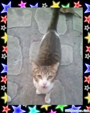 Gato raça SRD idade 7 a 11 meses nome Simba