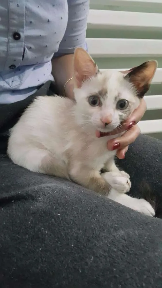 Gato ra a vira idade Abaixo de 2 meses nome filhote