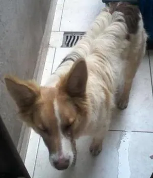 Cachorro raça SRD idade 7 a 11 meses nome LOBINHO