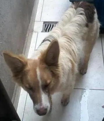 Cachorro ra a SRD idade 7 a 11 meses nome LOBINHO