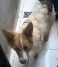 LOBINHO