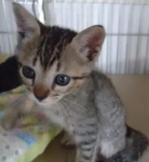 Gato raça SRD idade Abaixo de 2 meses nome Tigrinho