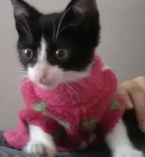 Gato raça SRD idade Abaixo de 2 meses nome Irmãzinhas