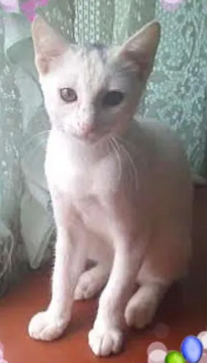 Gato raça SRD idade 2 a 6 meses nome Bianco