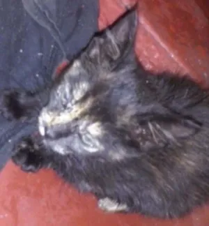 Gato raça sem raça idade Abaixo de 2 meses nome sem nome