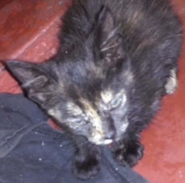 Gato raça sem raça idade Abaixo de 2 meses nome sem nome