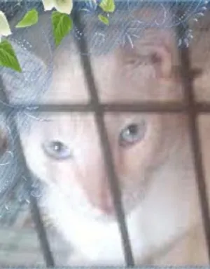Gato raça red point idade 1 ano nome Blue