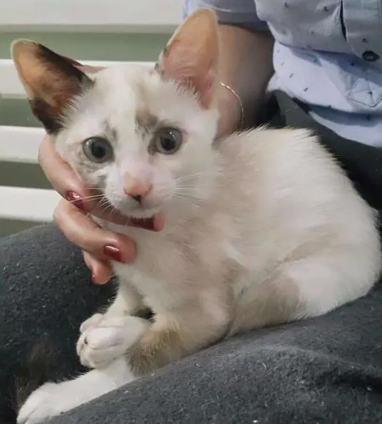 Gato ra a vira idade Abaixo de 2 meses nome filhote