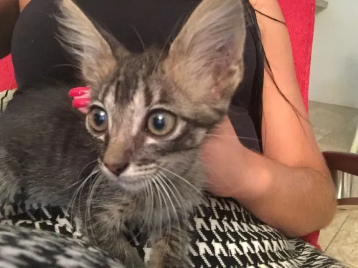 Gato raça  idade 2 a 6 meses nome Lua