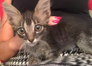 Gato raça  idade 2 a 6 meses nome Lua