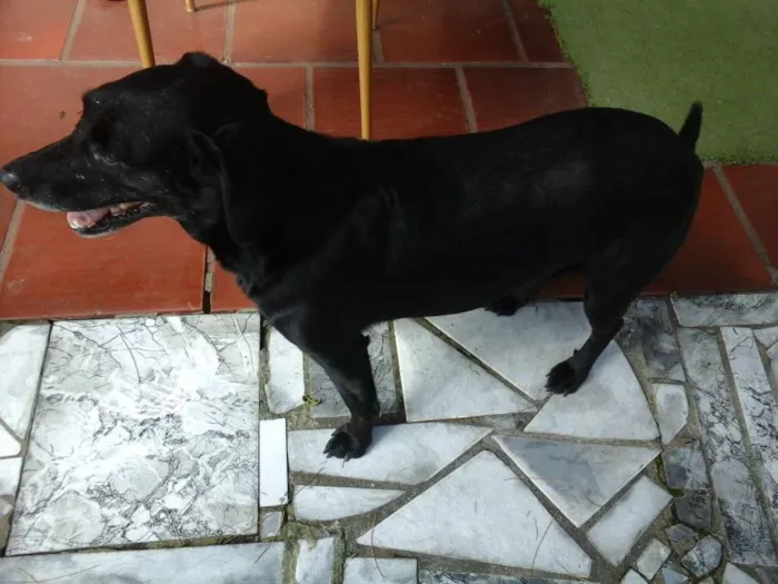 Cachorro ra a VIRA LATA  idade 4 anos nome KIKA GRATIFICA