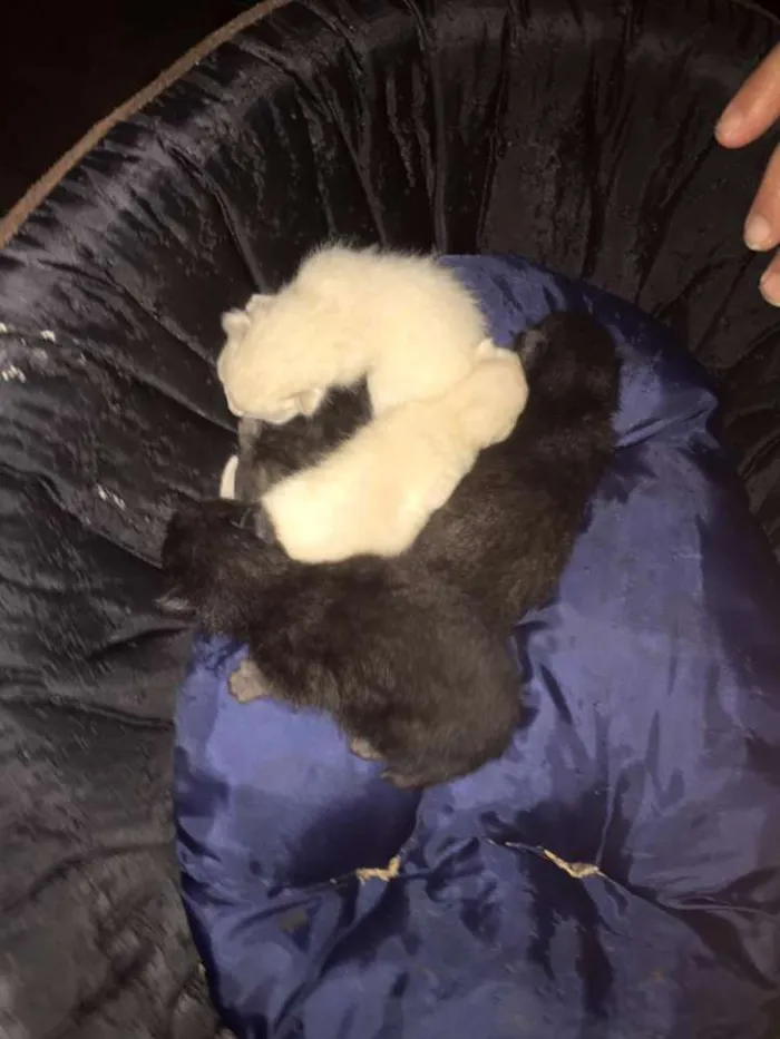 Gato ra a  idade Abaixo de 2 meses nome Gatinhos