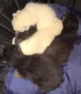 Gatinhos