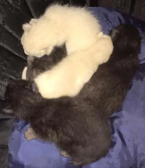 Gato ra a  idade Abaixo de 2 meses nome Gatinhos