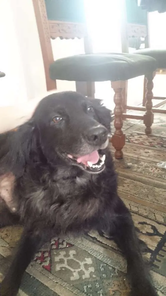 Cachorro ra a SRD idade 6 ou mais anos nome Tobias