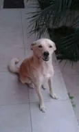 Bart