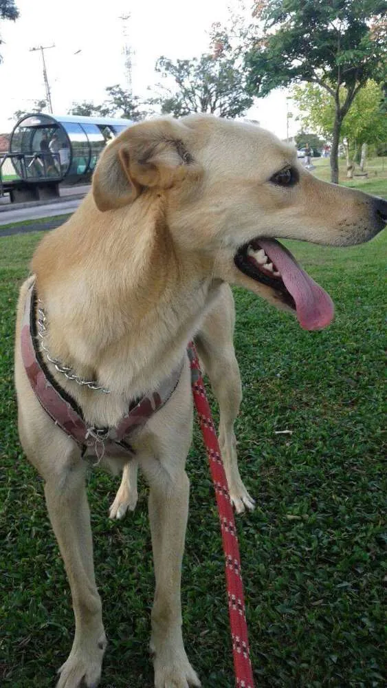 Cachorro ra a Labrador idade 3 anos nome Bart
