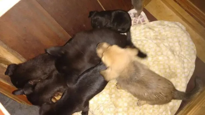 Cachorro ra a SRD idade 2 a 6 meses nome Sem nomes