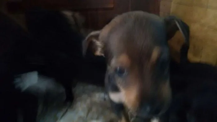Cachorro ra a SRD idade 2 a 6 meses nome Sem nomes