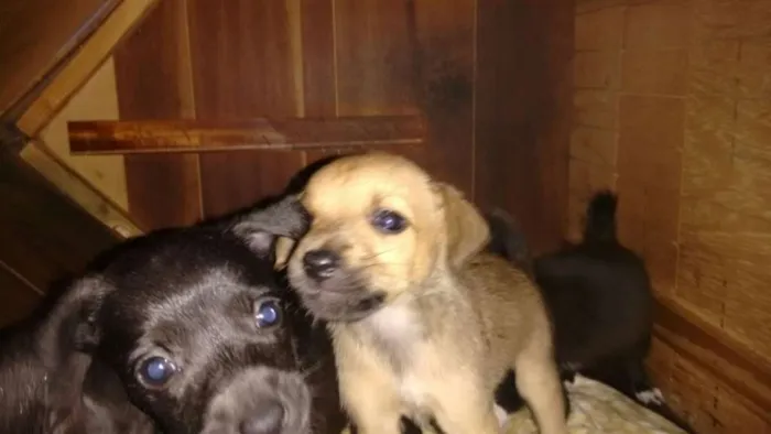 Cachorro ra a SRD idade 2 a 6 meses nome Sem nomes