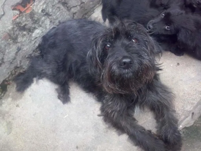 Cachorro ra a  idade 2 anos nome penelope
