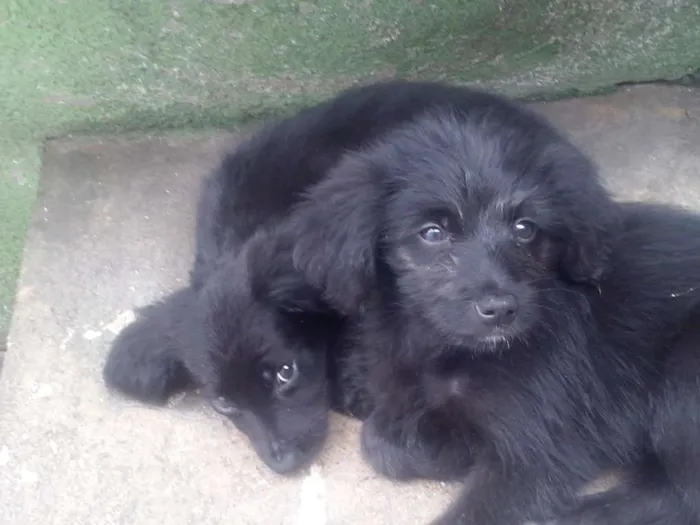 Cachorro ra a  idade 2 a 6 meses nome 4 femeas