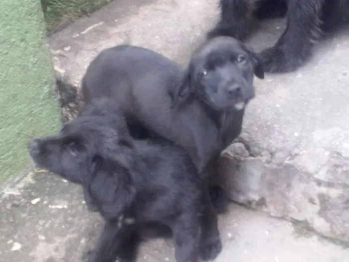 Cachorro ra a  idade 2 a 6 meses nome 4 femeas