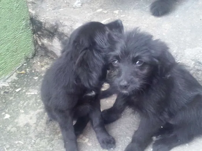 Cachorro ra a  idade 2 a 6 meses nome 4 femeas